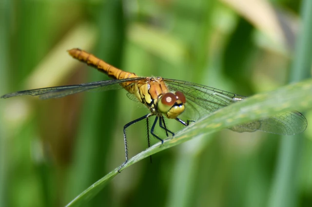 Sympetrum sanguineum - vörös katona-szitakötő