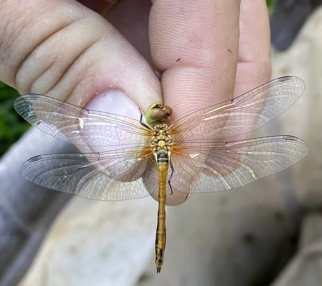 Sympetrum sanguineum - vörös katona-szitakötő