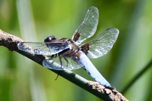 Libellula depressa - széles laposacsa