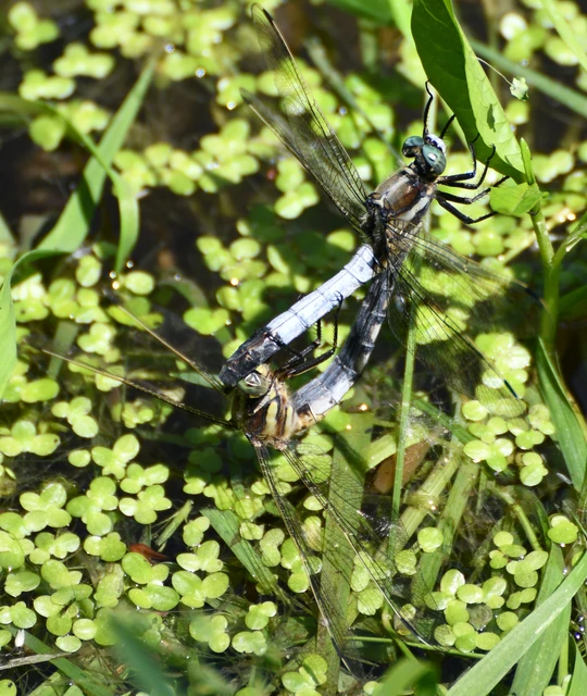 Orthetrum albistylum - fehérfarkú pásztorszitakötő