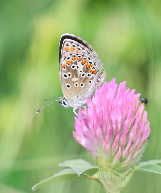 Aricia artaxerxes issekutzi - bükki szerecsenboglárka