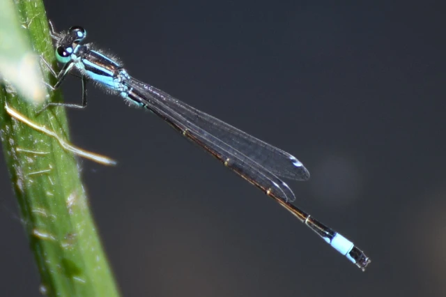 Ischnura elegans pontica - kéköves légivadász