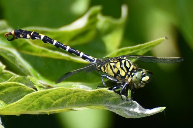 Onychogomphus forcipatus - gyűrűs folyami-szitakötő Onychogomphus forcipatus - gyűrűs folyami-szitakötő