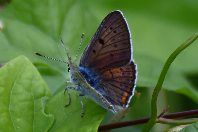 Lycaena alciphron - ibolyás tűzlepke