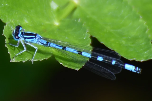 Coenagrion ornatum - díszes légivadász