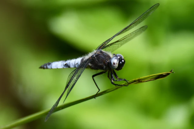 Libellula fulva - kisfoltos laposacsa