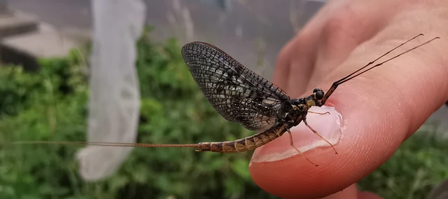 Ephemera vulgata - közönséges tarkakérész