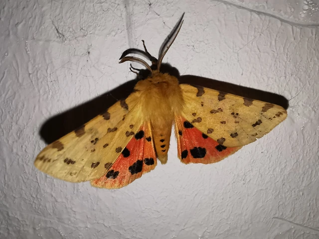 Rhyparia purpurata - bíborszínű medvelepke