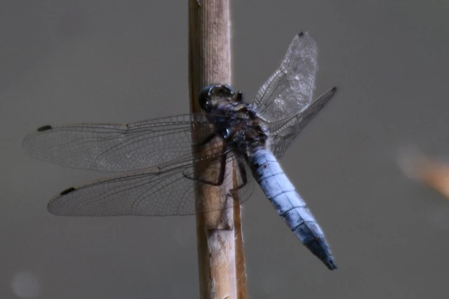 Orthetrum cancellatum - feketefarkú pásztorszitakötő