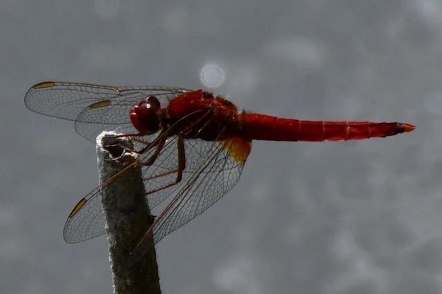 Crocothemis erythraea - skarlát szitakötő