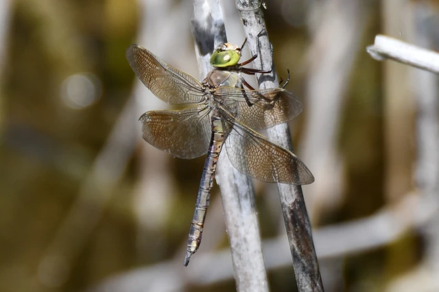 Anax parthenope - barna óriásacsa Anax parthenope - barna óriásacsa