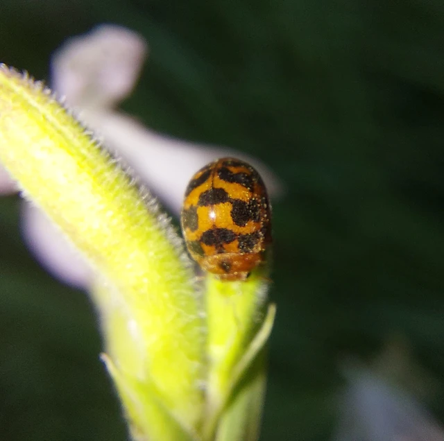 Subcoccinella vigintiquatuorpunctata - lucernaböde