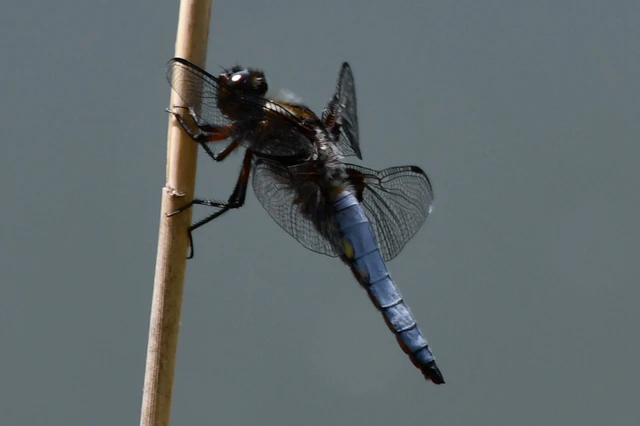 Libellula depressa - széles laposacsa