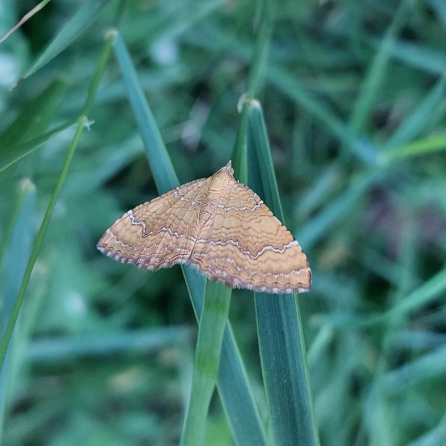 Camptogramma bilineata - kétvonalas sávosaraszoló