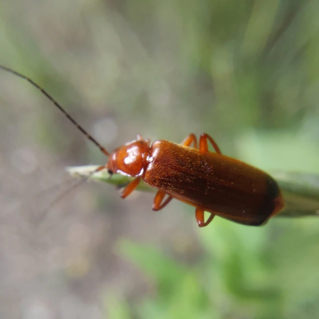 Rhagonycha fulva - feketevégű lágybogár