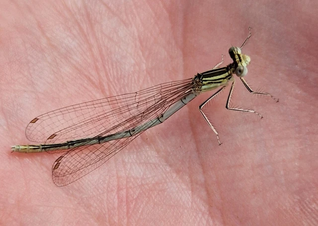 Platycnemis pennipes - széleslábú szitakötő