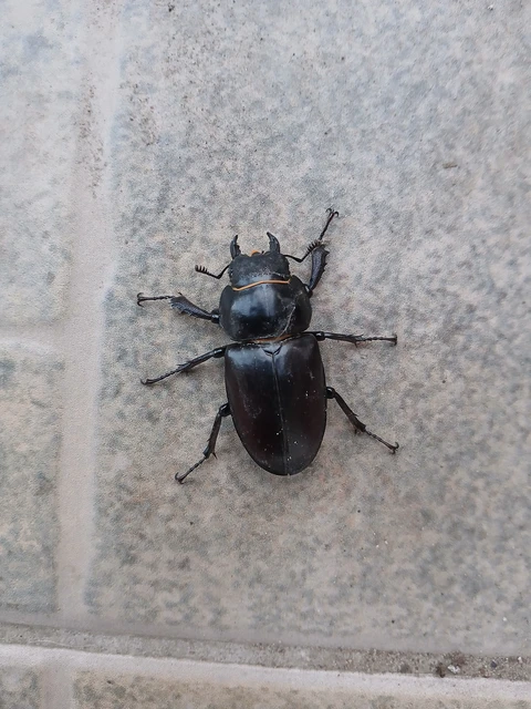 Lucanus cervus - nagy szarvasbogár