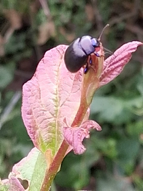 Chrysolina sturmi - vöröslábú levelész