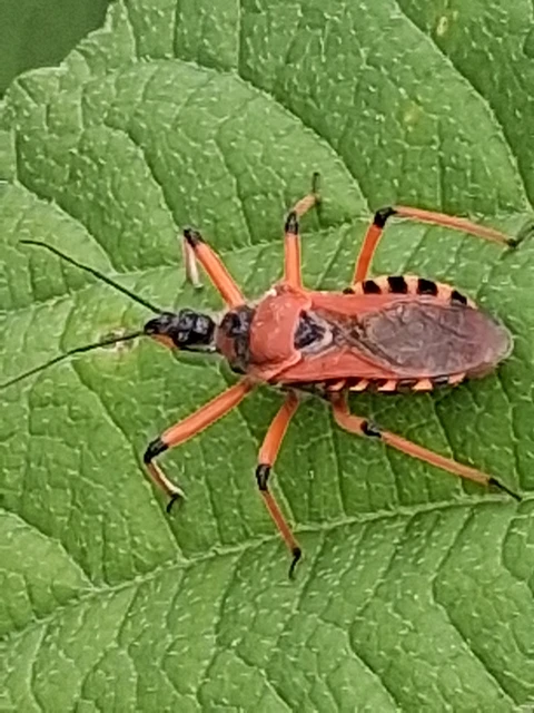 Rhynocoris iracundus - közönséges gyilkospoloska