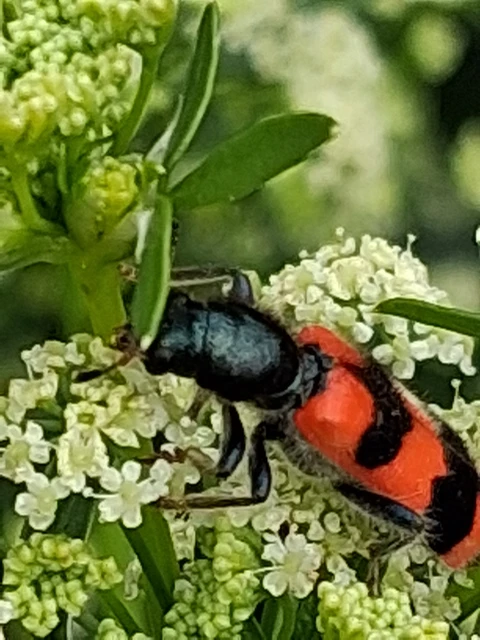 Trichodes apiarius - szalagos méhészbogár