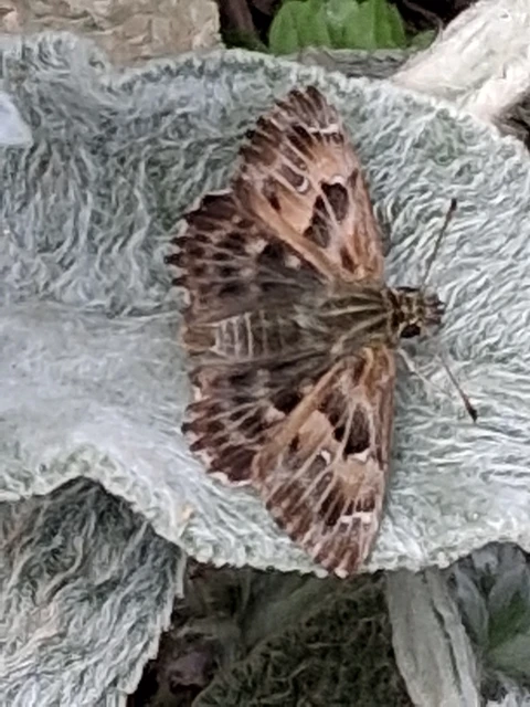 Carcharodus alceae - mályva-busalepke