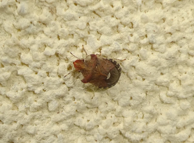 Dyroderes umbraculatus Dyroderes umbraculatus