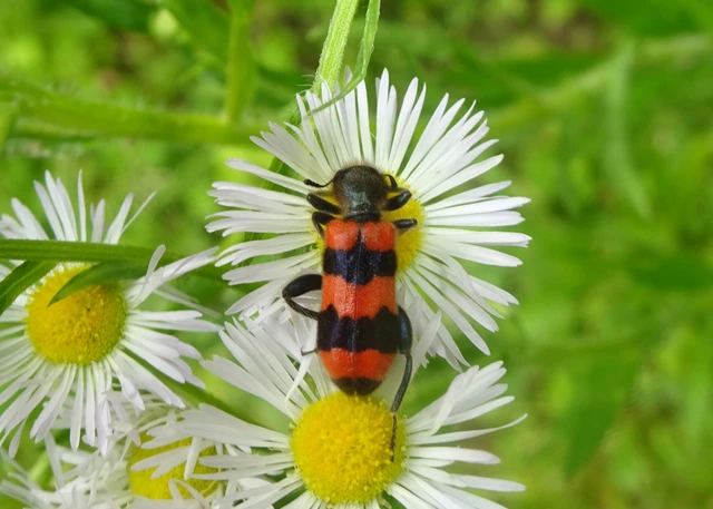 Trichodes apiarius - szalagos méhészbogár