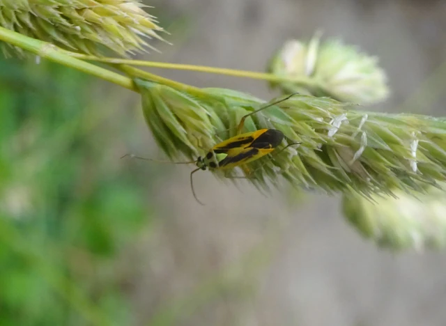 Stenotus binotatus - kétfoltos mezeipoloska