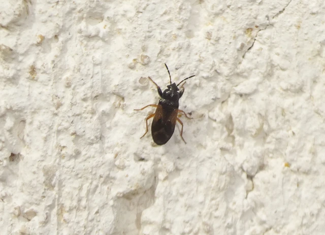 Megalonotus praetextatus - tüskéslábú bodobács