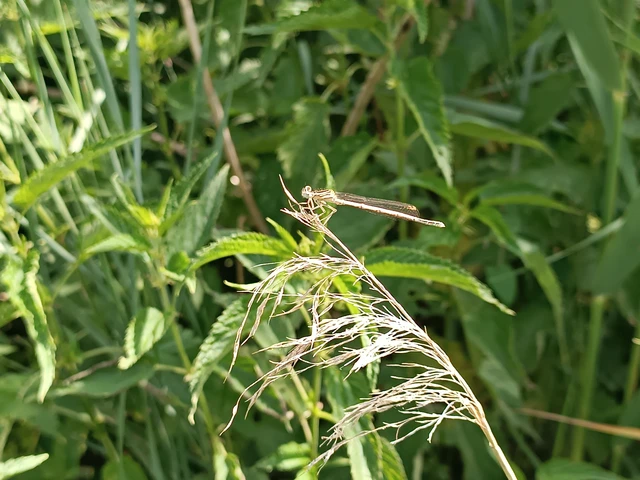 Platycnemis pennipes - széleslábú szitakötő