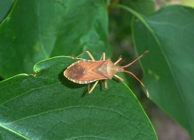 Gonocerus acuteangulatus - aranypetés karimáspoloska