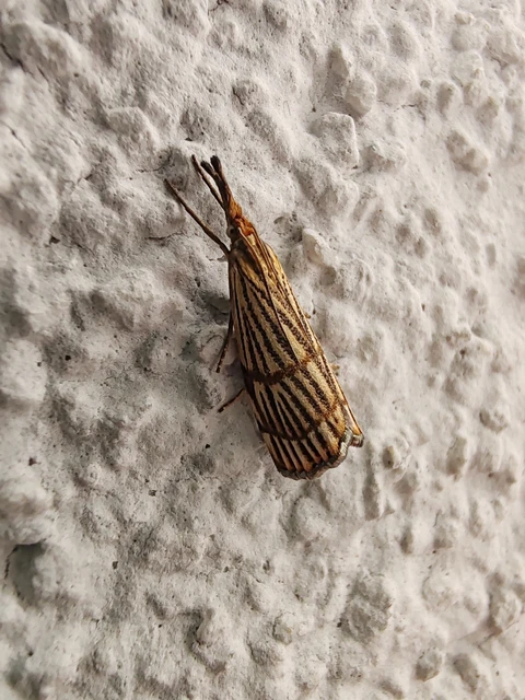Chrysocrambus linetella - déli fűgyökérmoly
