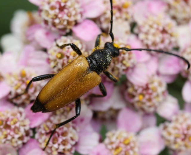 Stictoleptura fulva - vörhenyes virágcincér