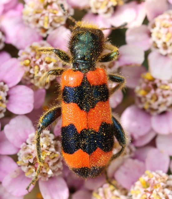 Trichodes apiarius - szalagos méhészbogár