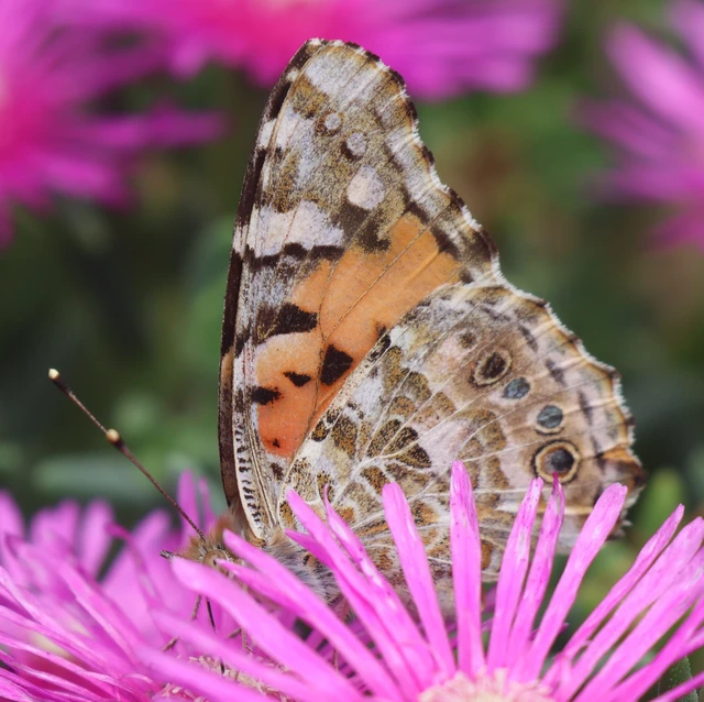 Vanessa cardui - bogáncslepke