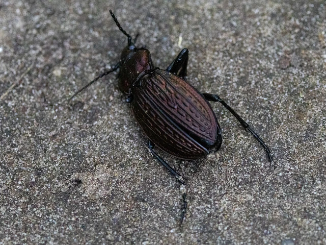 Carabus ulrichii - rezes futrinka Carabus ulrichii - rezes futrinka