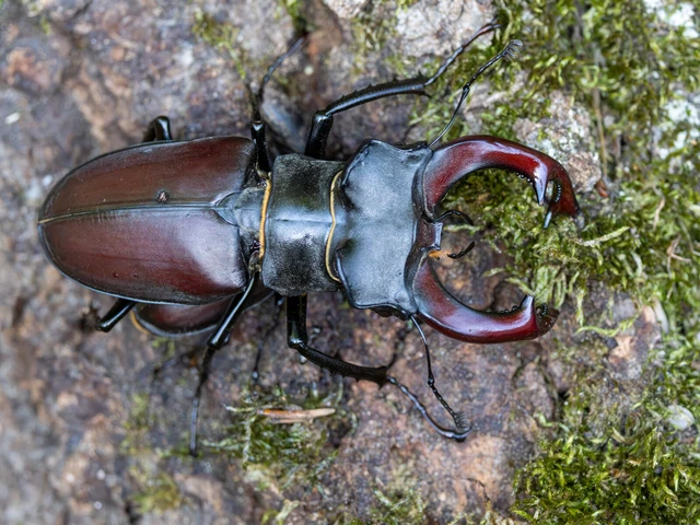 Lucanus cervus - nagy szarvasbogár
