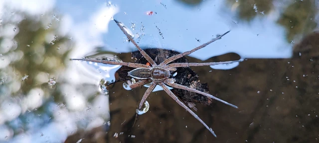Dolomedes