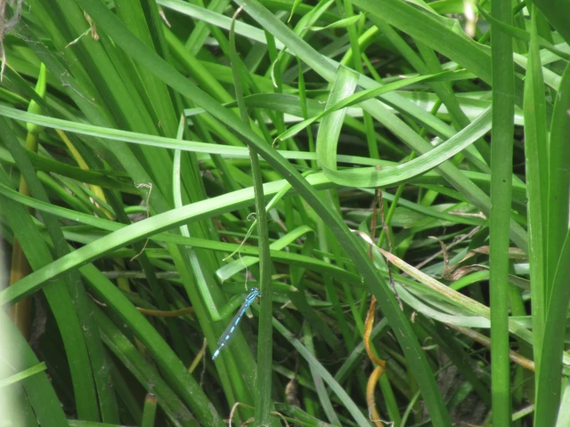 Coenagrion ornatum - díszes légivadász