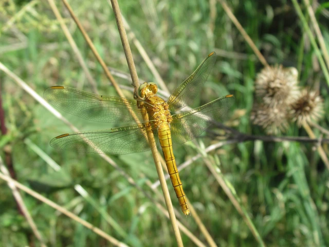 Orthetrum brunneum - pataki pásztorszitakötő
