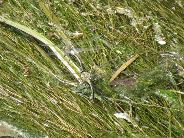 Anax parthenope - barna óriásacsa Anax parthenope - barna óriásacsa