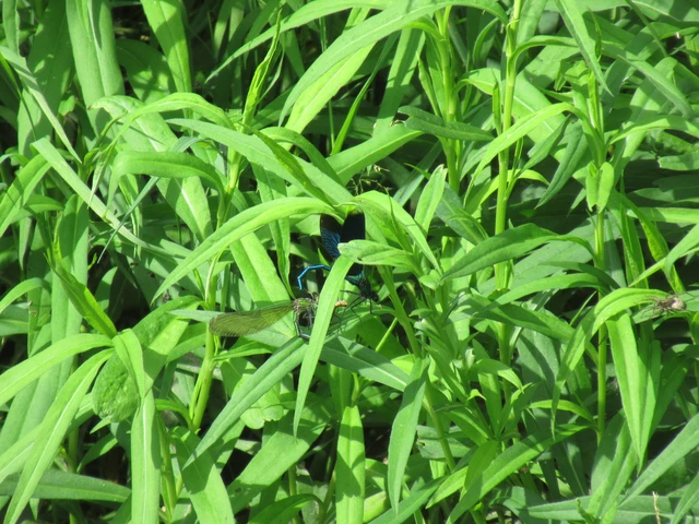 Calopteryx splendens - sávos szitakötő