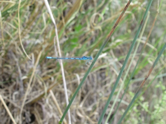 Coenagrion scitulum - mediterrán légivadász