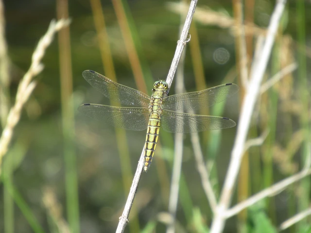 Orthetrum cancellatum - feketefarkú pásztorszitakötő