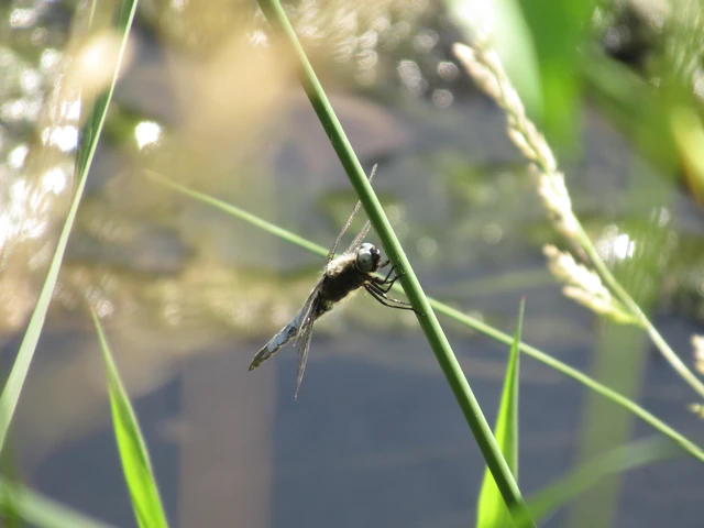 Libellula fulva - kisfoltos laposacsa