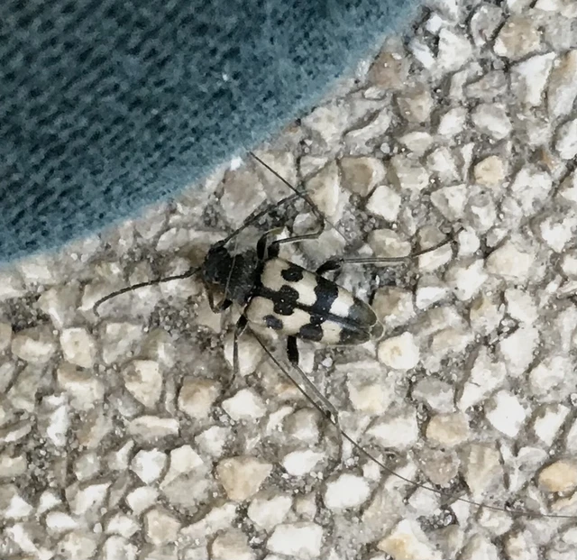 Pachytodes erraticus - rajzos virágcincér