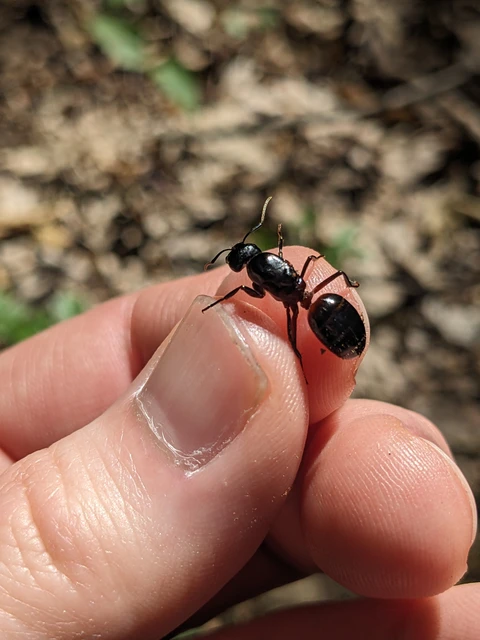Camponotus ligniperda - faodvasító lóhangya