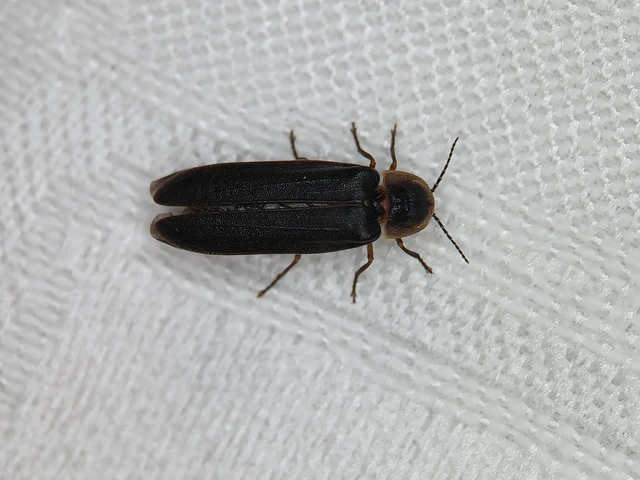 Lampyris noctiluca - nagy szentjánosbogár
