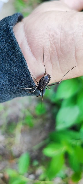 Opiliones - Kaszáspókok