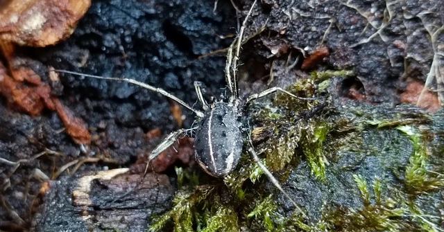 Opiliones - Kaszáspókok